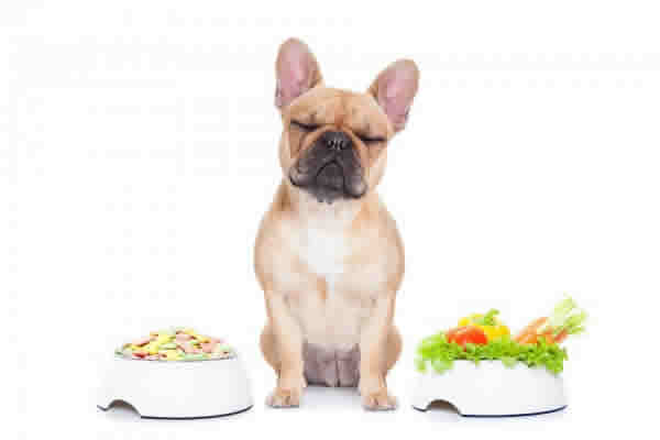 Os cachorros podem comer a comida das pessoas?